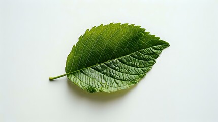 Obraz premium Green Leaf with Veins on White Background