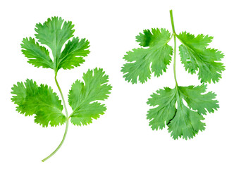 Top view set of fresh green coriander leaves isolated on white background with clipping path