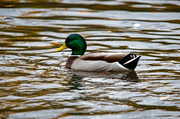 Nahaufnahme eines Erpels auf einem See