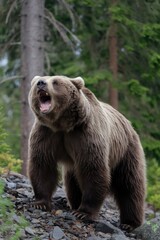 Fototapeta premium Brown bear roaring in the forest: displaying power and dominance