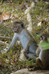 Cute Monkey in Sri Lanka