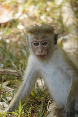Fototapeta premium Cute Monkey in Sri Lanka