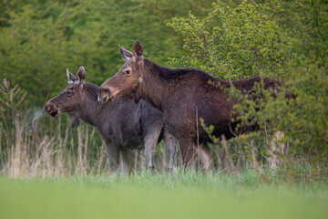 Mammals female moose (Alces alces) Moose in lush green