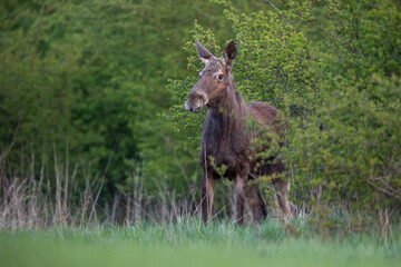 Mammals female moose (Alces alces) Moose in lush green