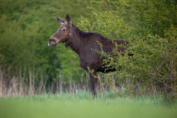 Mammals female moose (Alces alces) Moose in lush green