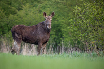 Mammals female moose (Alces alces) Moose in lush green
