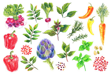 Food Illustrations Vegetables and fruits Colored Pencils. Clipart Sketches of Food. Radishes, bell peppers, artichokes, black pepper, Thai basil, rosemary, pistachios, carrots
