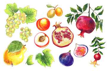 Food Illustrations Vegetables and fruits Colored Pencils. Clipart Sketches of Food. Pomegranate, grapes, peach, fig, Ximenia, Quince