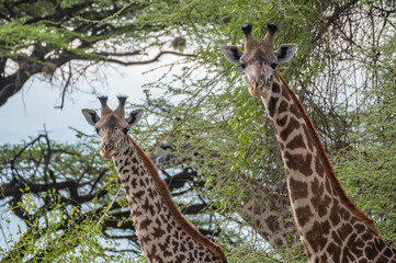 Large herd of giraffes is eating leaves under a tree, Ol Doinyo Lengai, Tanzania