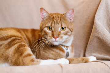 Red cat is laying on a couch, wearing a collar