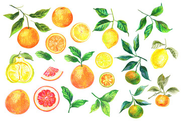 Food Illustrations Vegetables and fruits Colored Pencils. Clipart Sketches of Food. Citrus fruits. Orange, grapefruit, lemon, tangerine, Calamansi, Ugli fruit
