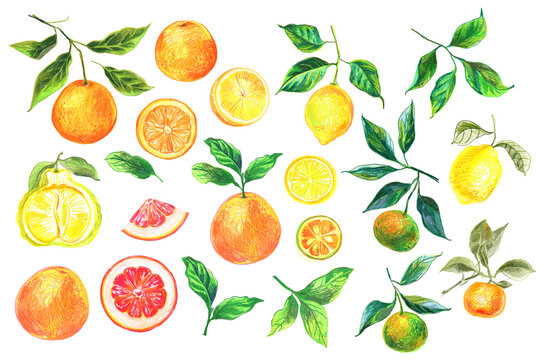Food Illustrations Vegetables and fruits Colored Pencils. Clipart Sketches of Food. Citrus fruits. Orange, grapefruit, lemon, tangerine, Calamansi, Ugli fruit