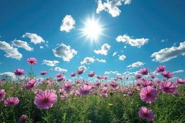 Obraz premium Pink cosmos flowers blooming under a sunny blue sky