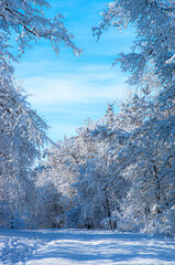 Magnificent winter landscape. Lots of snow on the tree branches.