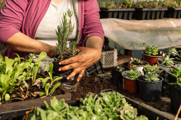 Nursery work with female hands transplanting some baby plants
