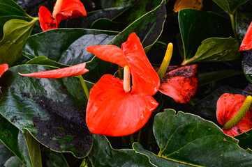 Anthurium plants are tropical, flowering plants with glossy leaves and heart shaped flowers....