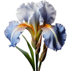 A luxurious and elegant close-up of a iris