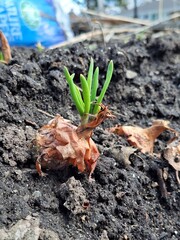 Onion growing in the soil on a sunny spring day