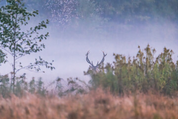 Antlered Deer in Misty Forest Clearing
