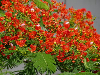 red flowers of royal poinciana in summer in guadeloupe. Delonix regia, tropical flowering tree in...