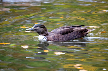 Stockente schwimmt zwischen Herbstblättern auf dem Wasser