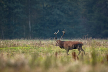 Deer male buck ( Cervus elaphus ) during rut