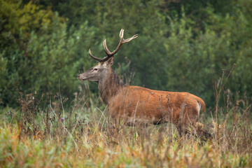 Deer male buck ( Cervus elaphus ) during rut