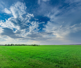 Obraz premium Large field of grass with a clear blue sky above