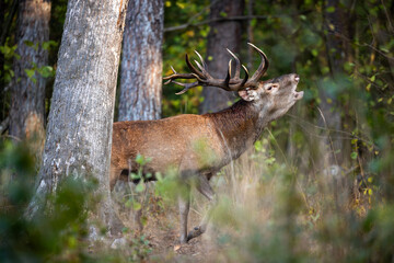Deer male buck ( Cervus elaphus ) during rut