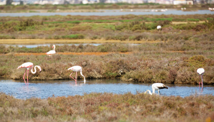 Flamingo birds walk on the dam of the river