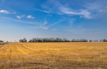 A field of golden wheat with a clear blue sky in the background