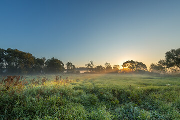 A field of grass with a blue sky in the background
