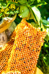Freshly harvested honey of a beehive just taken from beehive with sweet honey. Bee honey collected...