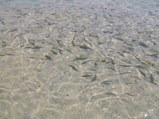 There are many fish in the clear water on the seashore. Fish in crystal clear water