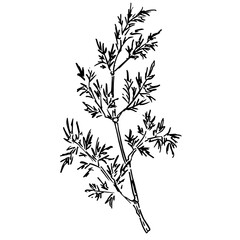 Silhouette of inflorescence and leaves of dill. Black and white botanical illustration twig of dill. Medicinal plant. Vitamin seasoning for cooking. Ingredient for receipt.