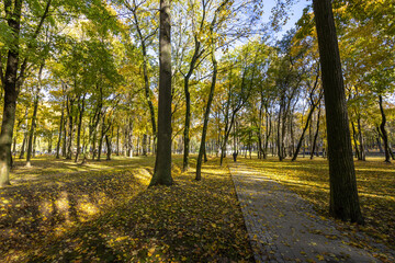 A park with a path through it and trees with leaves on them