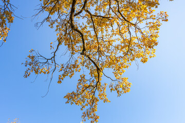 A tree with yellow leaves is in the sky