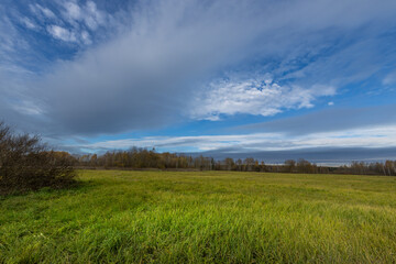 Fototapeta premium A field of grass with a cloudy sky in the background
