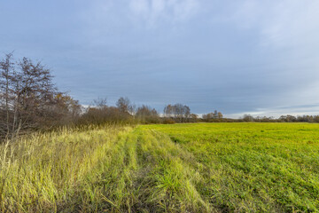 A field of grass with a few trees in the background