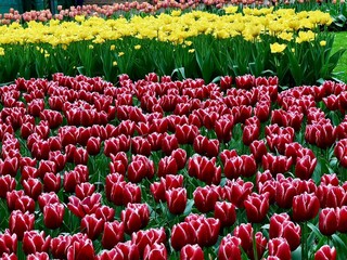 Colorful tulip garden in full bloom