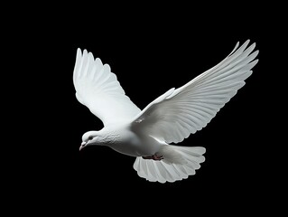 A white dove flying through the air with its wings spread
