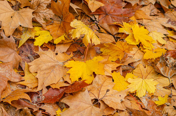 leaves of different colors and species fallen from the trees in fall, wet by the rain. Background for fall concept