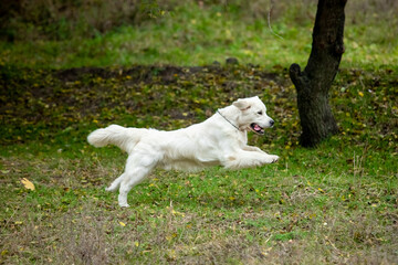 Gooden retriever walks through the forest