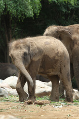 Fototapeta premium baby elephant in outdoor enclosure at the zoo