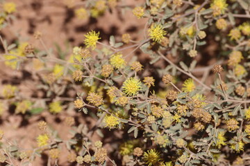 Flor amarilla en el campo