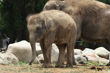 baby elephant in outdoor enclosure at the zoo