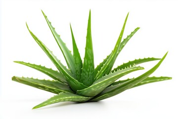 Fototapeta premium Aloe vera fresh leaves on white background