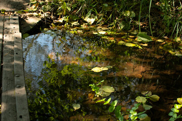 Stream in the forest with fallen autumn leaves	