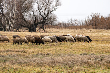 Obraz premium a flock of sheep on free grazing. group of sheep on a pasture stand next to each other. A small herd of sheep in a summer