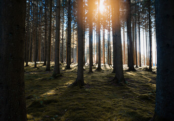 Pine forest in Sweden during autumn.